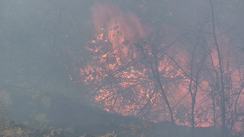 Горски пожар в Хасковско