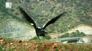 Кондори отново на свобода