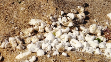 Палмово масло замърси плажовете по Южното Черноморие