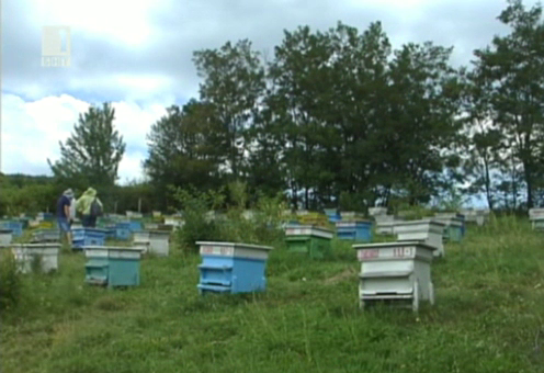 Заявления по Националната пчеларска програма
