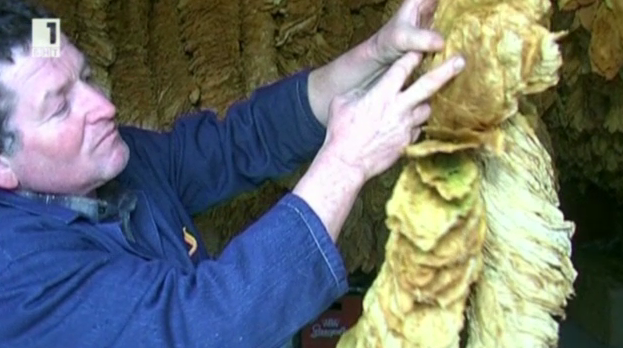 ЕК за тютюнопроизводителите