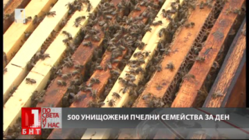 Пчели измират в Добричко