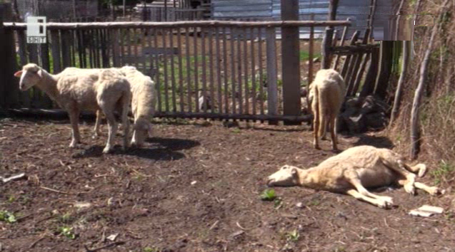 Ще се вземат ли мерки срещу разпространението на син език