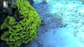 Зелена светлина - 13 октомври 2014