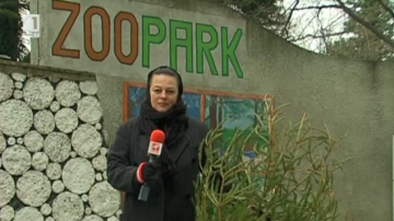 Не хвърляйте елхите - дарете ги на зоопарка