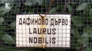 Арестувано дърво