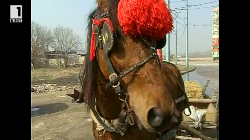 Конят - най-важният член на семейството в Столипиново