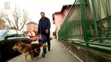 Зелена светлина: Спасителят на кучета - 17 март 2015 г.