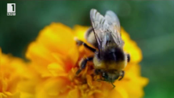 Зелена светлина: Магистрала за пчели