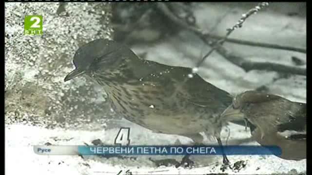 Червени петна по снега
