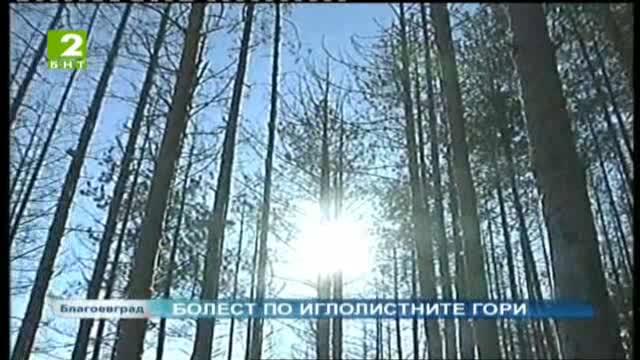 Болестта Върхов корояд унищожава 50-годишни гори