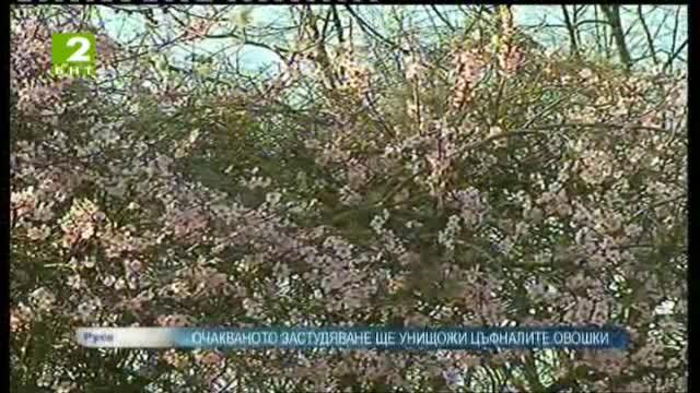 Очакваното застудяване ще унищожи цъфналите дръвчета