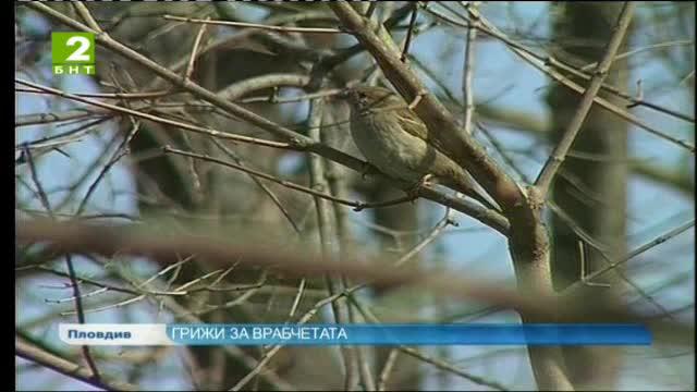 Грижи за врабчетата