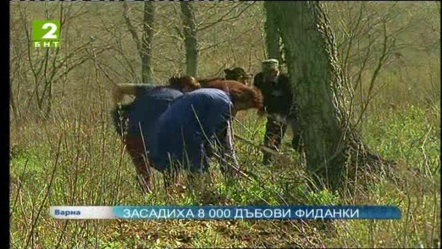 Засадиха 8000 дъбови фиданки във Варна