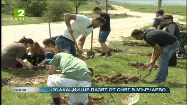 120 акации ще пазят от сняг в Мърчаево