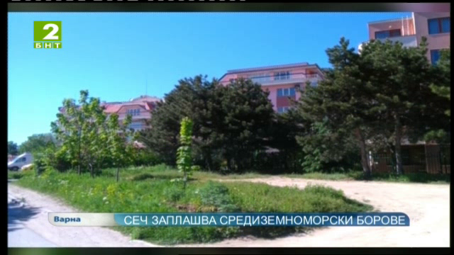 Сеч заплашва средиземноморски борове