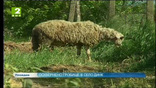 Животни оскверняват гробището в село Динк