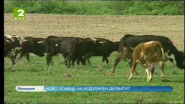 Огнище на нодуларен дерматит в село Виница