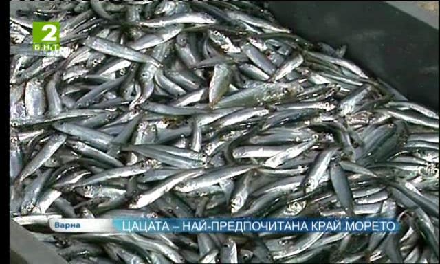 Цацата – най-предпочитана край морето