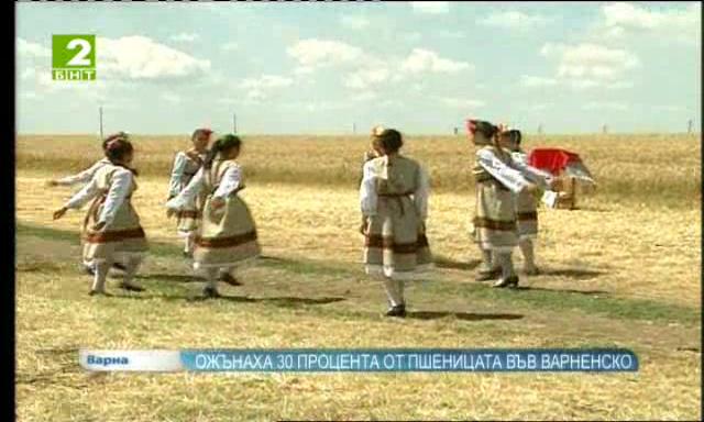 Ожънаха 30 процента от пшеницата във Варненско