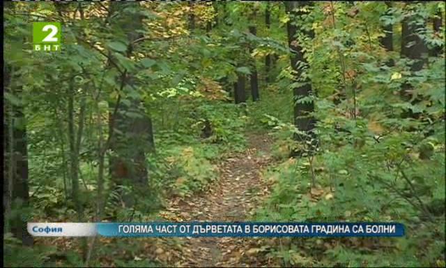 Голяма част от дърветата в Борисовата градина са болни