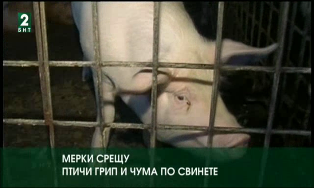 Мерки срещу птичи грип и чума по свинете