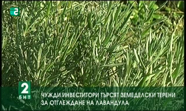 Чужди инвеститори търсят земеделски терени за отглеждане на лавандула