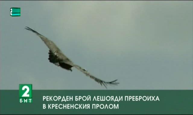 Рекорден брой лешояди в Кресненския пролом