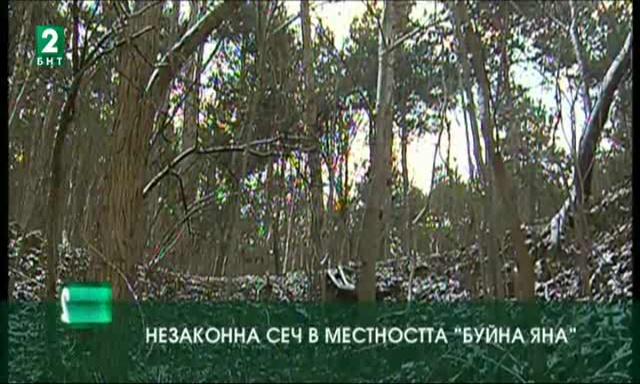 Незаконна сеч в местността „Буйна Яна”