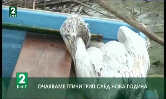 В Силистренско очакват атака от птичи грип след първи януари