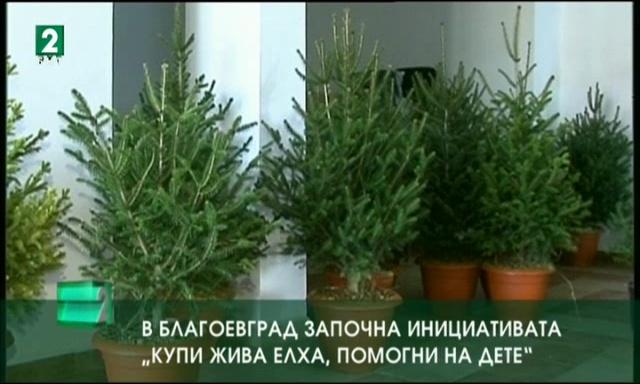 В Благоевград започна инициативата „Купи жива елха, помогни на дете”