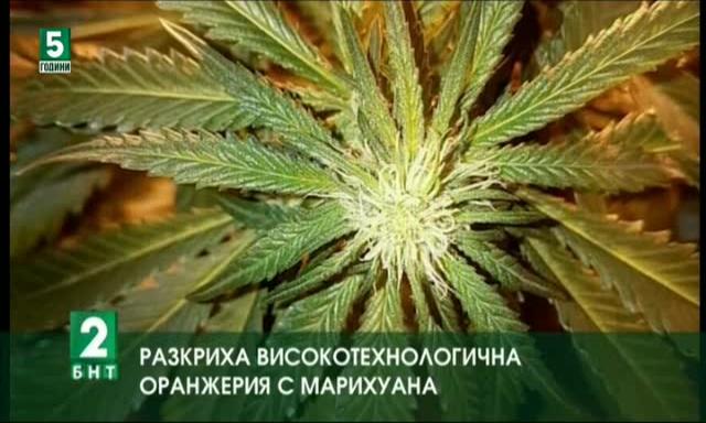 Разкриха високотехнологична оранжерия с марихуана