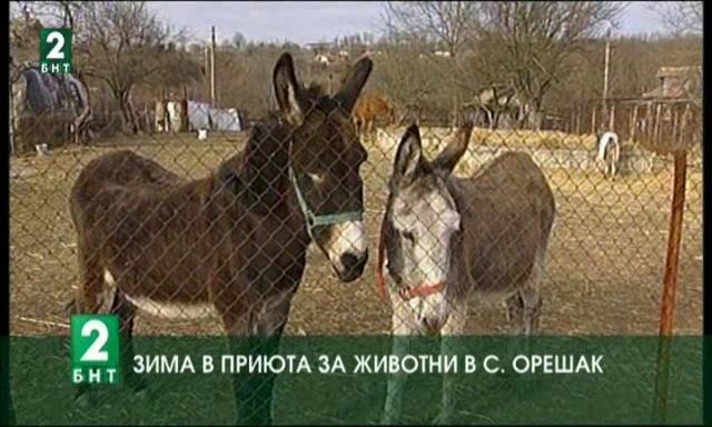 Зима в приюта за животни в село Орешак