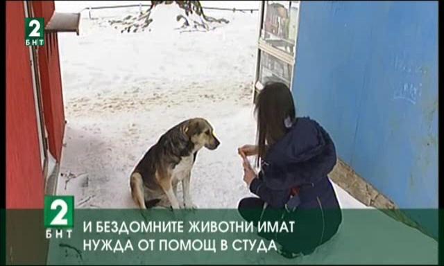 И бездомните животни имат нужда от помощ в студа