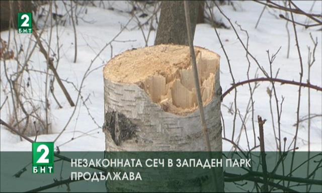 Незаконната сеч в Западен парк продължава