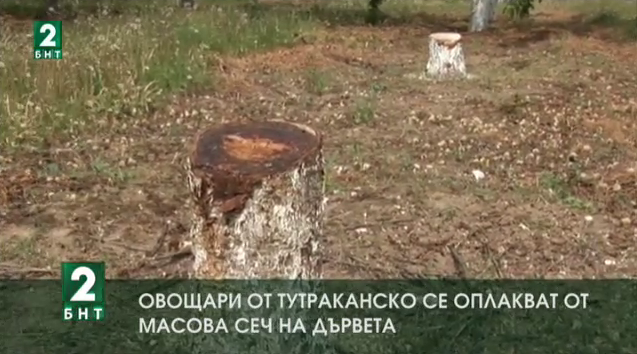 Овощари от Тутраканско се оплакват от масова сеч на дървета