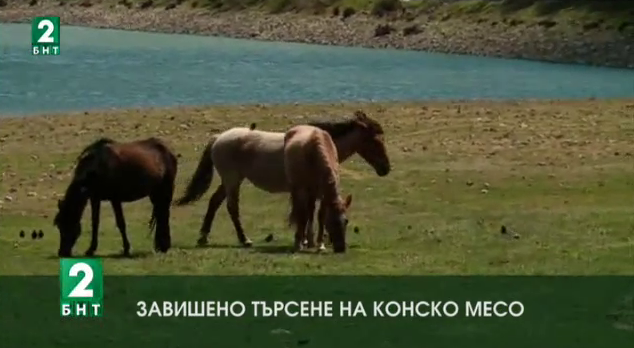 Завишено търсене на конско месо