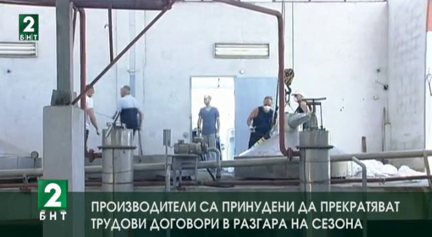 Производители са принудени да прекратяват трудови договори в разгара на сезона
