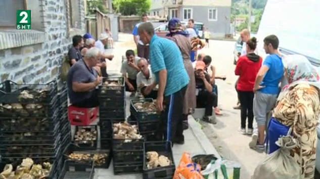 Много хора от Белица се изхранват от бране на гъби, билки и горски плодове