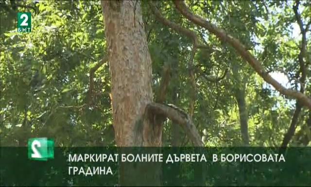 Маркират болните дървета в Борисовата градина