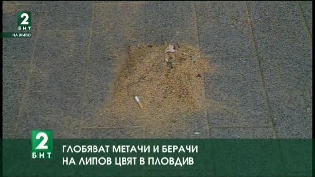 Глобяват метачи и берачи на липов цвят в Пловдив