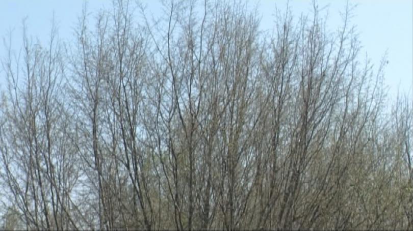 Вредители унищожават растителността във Врачанския Балкан