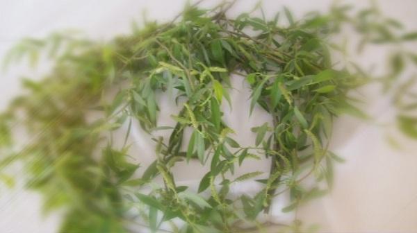 Лечебните свойства на върбата