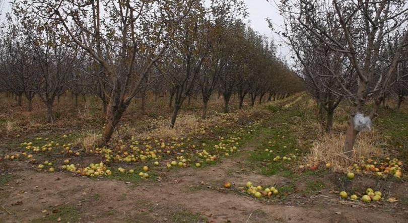 Производители на плодове в Сливенско изхвърлят продукцията си