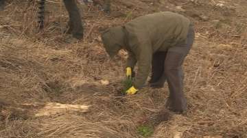 Залесиха района на Меча поляна на Витоша