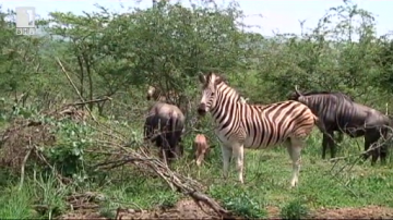 Зелена светлина: зебрите под прикритие