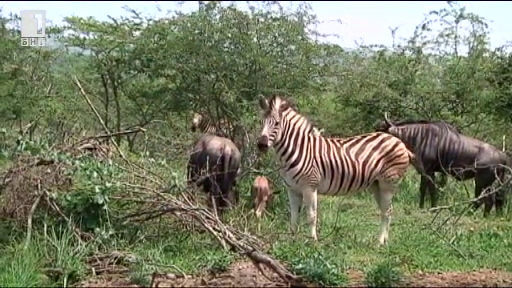 Зелена светлина: зебрите под прикритие