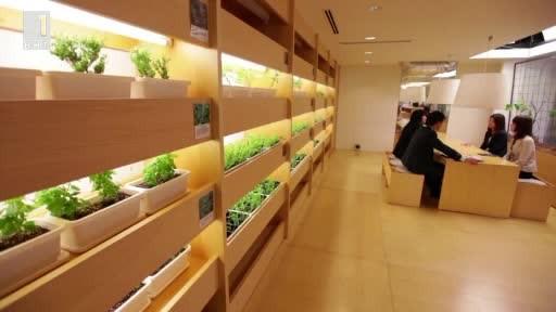 Зелена светлина: Зеленчуци направо от бюрото