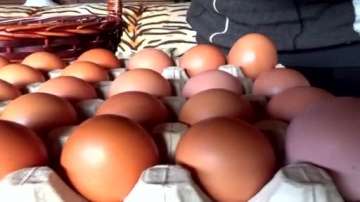 Зелена светлина: Човекът, който говори с пилета