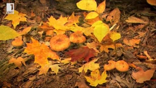 Зелена светлина: Мебели от гъби